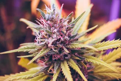 Why Edibles Take So Long to Kick In and Why the Timing Varies So Much