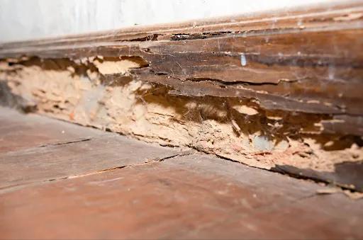 Termite prevention through residential p